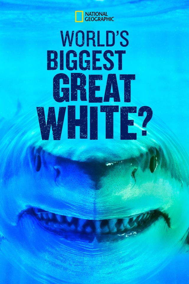 World's Biggest Great White?