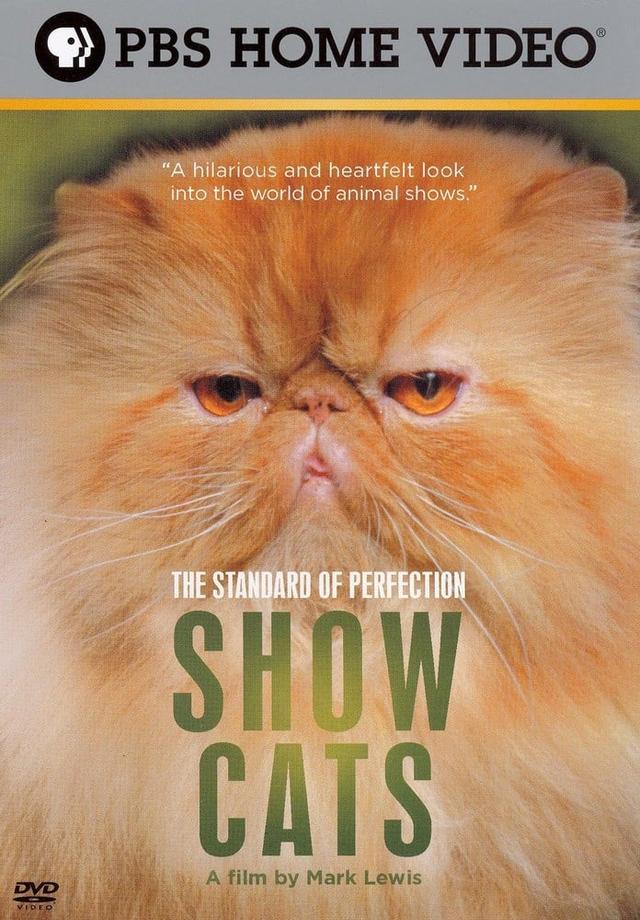 The Standard of Perfection: Show Cats