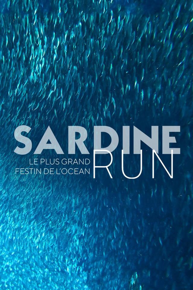 Sardine Run, le plus grand festin de l'océan