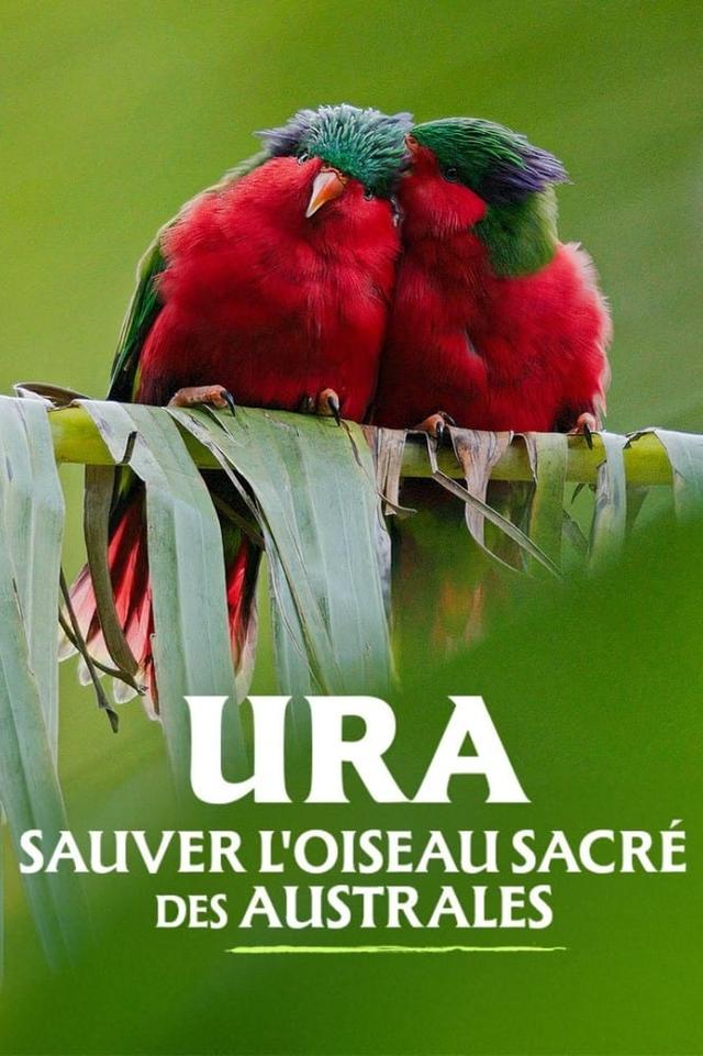 Ura, sauver l'oiseau sacré des australes