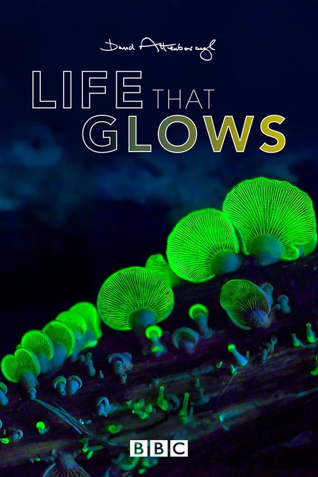 Attenborough's Life That Glows