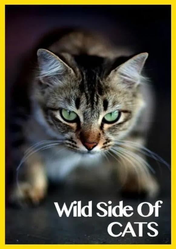 Wild Side of Cats