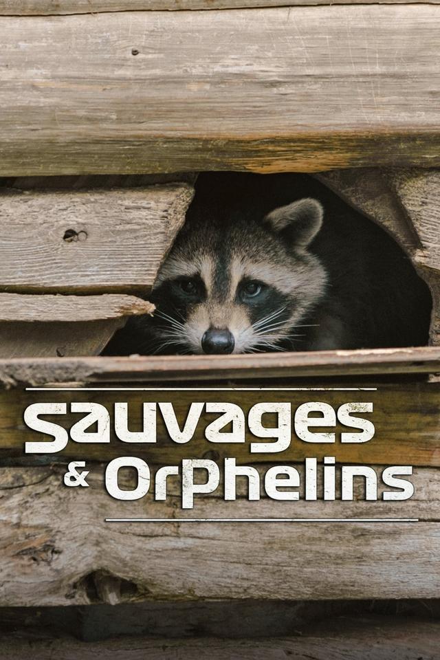 Sauvages et orphelins