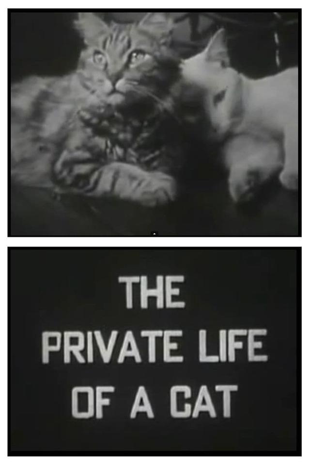 The Private Life of a Cat