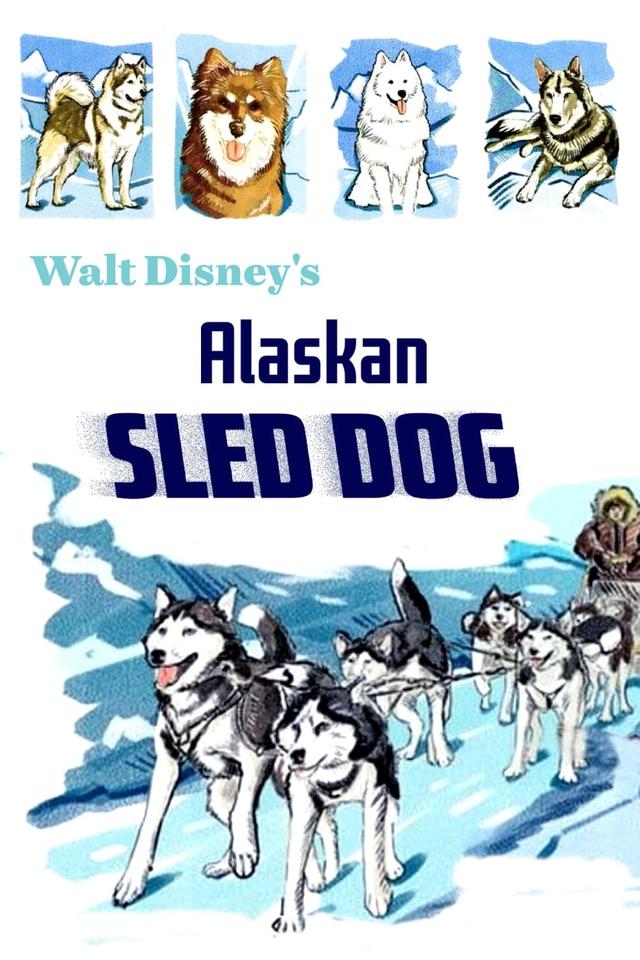 Alaskan Sled Dog