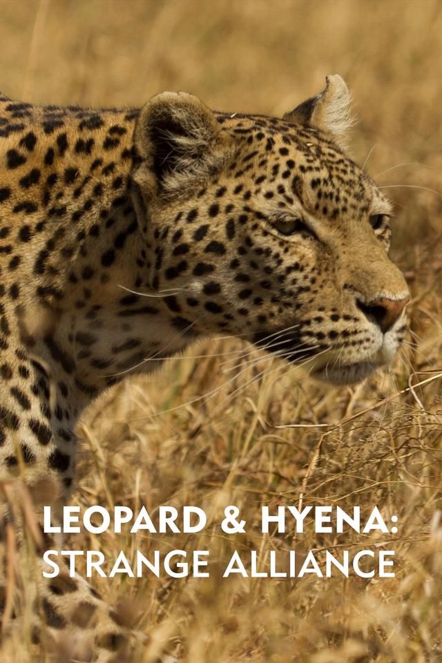 Leopard & Hyena: Strange Alliance