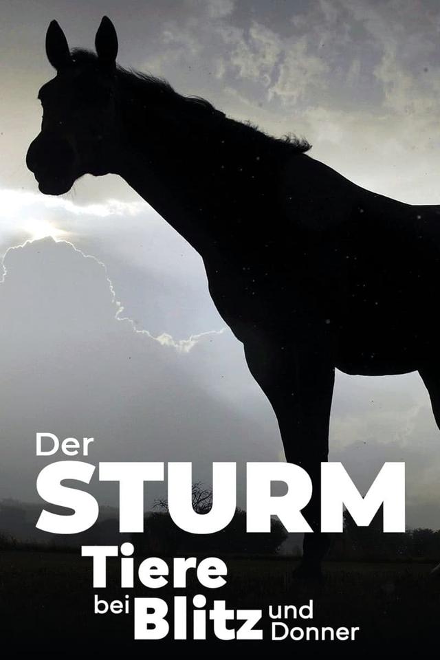 Der Sturm - Tiere bei Blitz und Donner