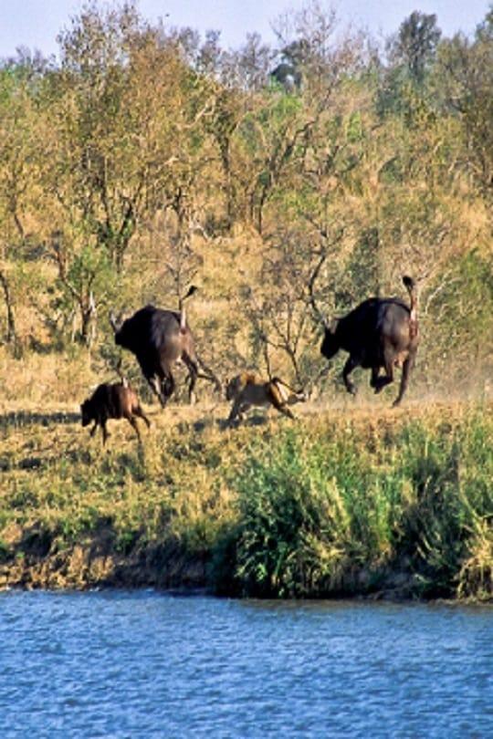 Battle at Kruger