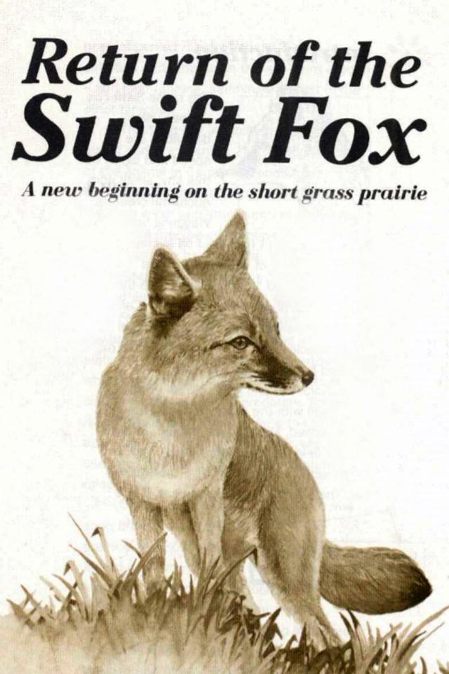 Return of the Swift Fox