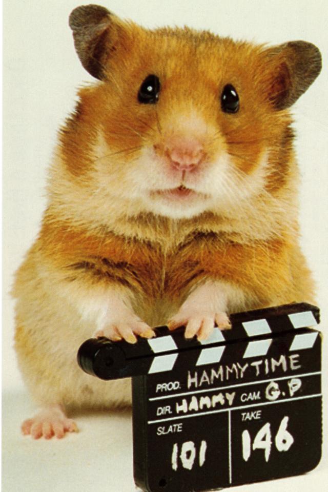 Once Upon a Hamster