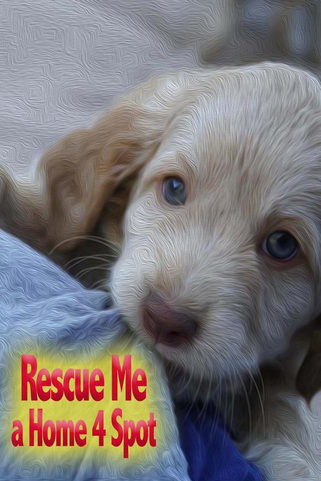 Rescue Me: A Home 4 Spot