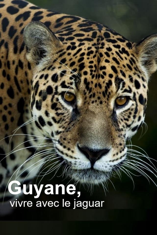 Guyane, vivre avec le jaguar