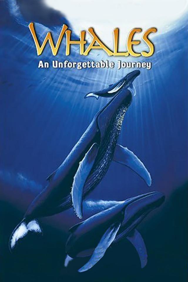 Whales: An Unforgettable Journey